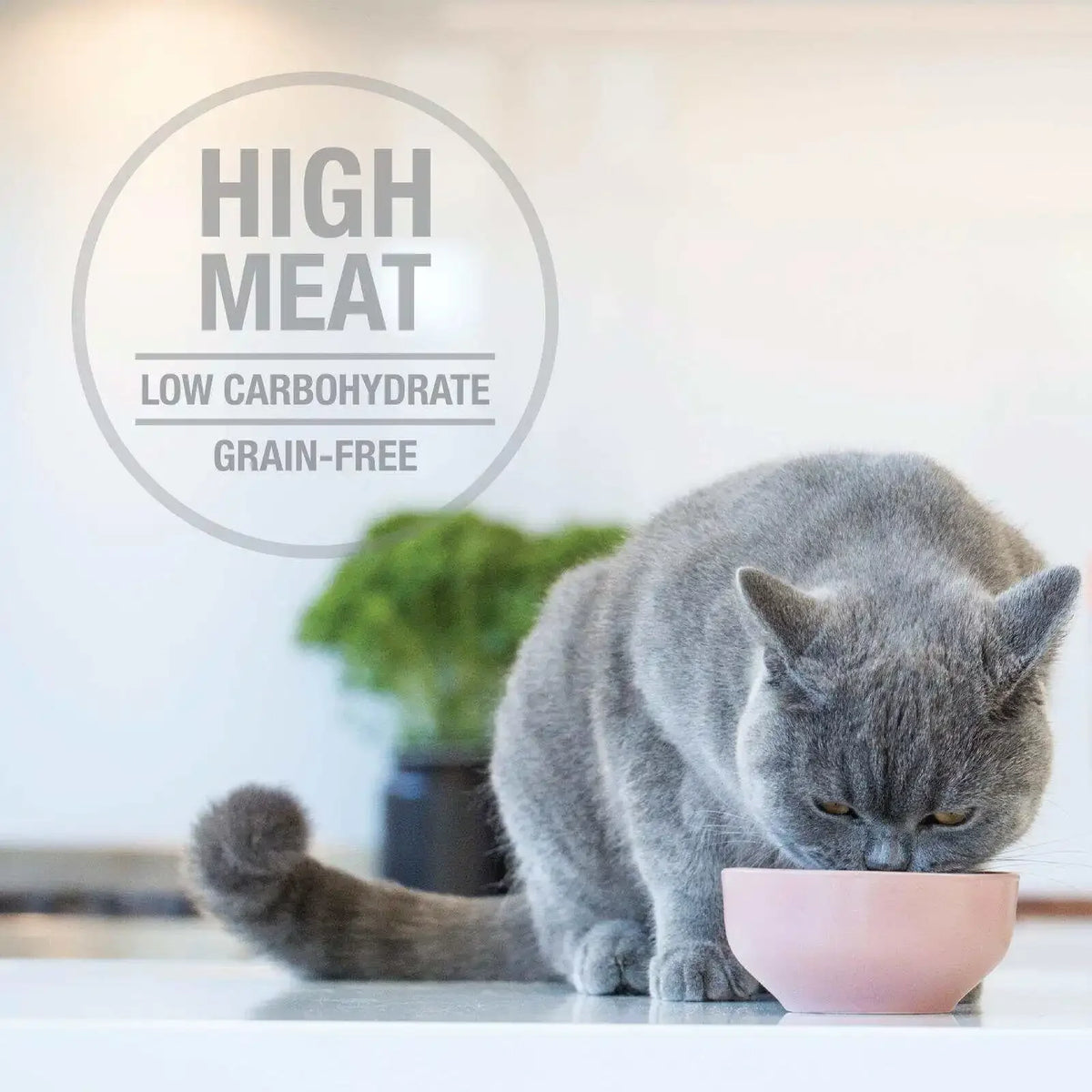 Grain Free Salmon Beef Chicken Pate Wet Cat Food Variety